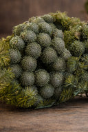 Brunia Albiflora