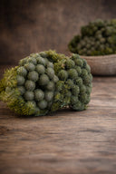 Brunia Albiflora
