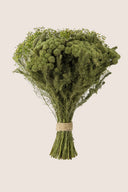Brunia Albiflora