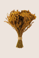 Brunia Albiflora