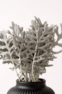 Cineraria Leaves