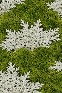 Cineraria Leaves