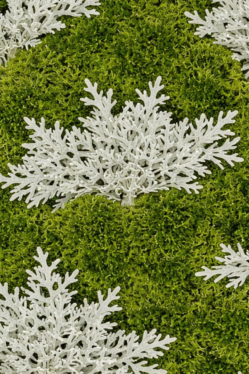 Cineraria Leaves