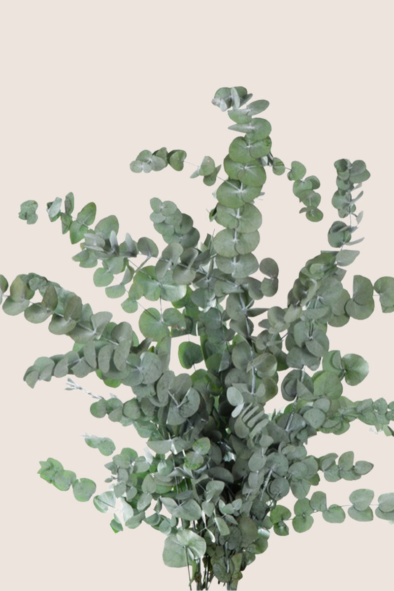 Cinerea