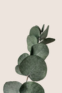 Cinerea