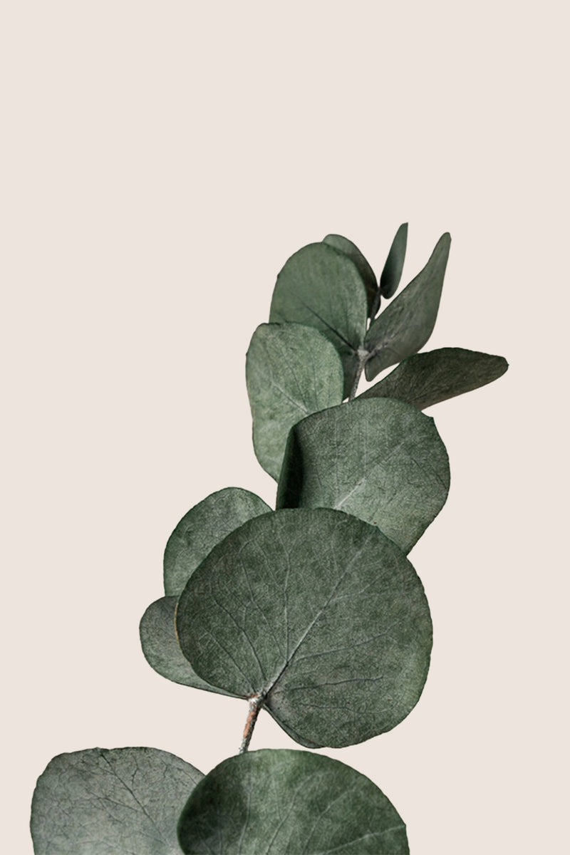 Cinerea
