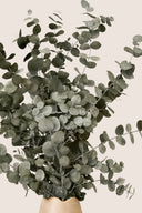 Cinerea