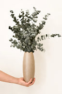 Cinerea
