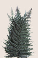 Brillant Fern