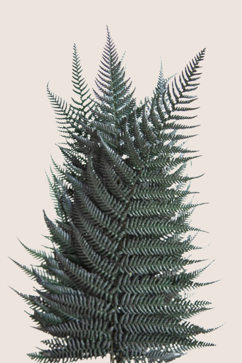Brillant Fern