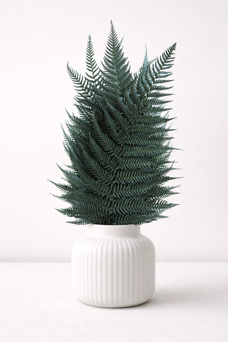 Brillant Fern