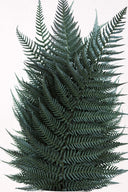 Brillant Fern