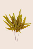 Felci Fern