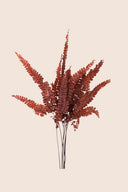 Felci Fern