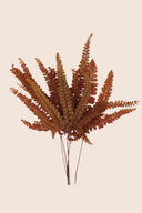 Felci Fern