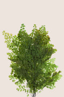 Lutti Fern