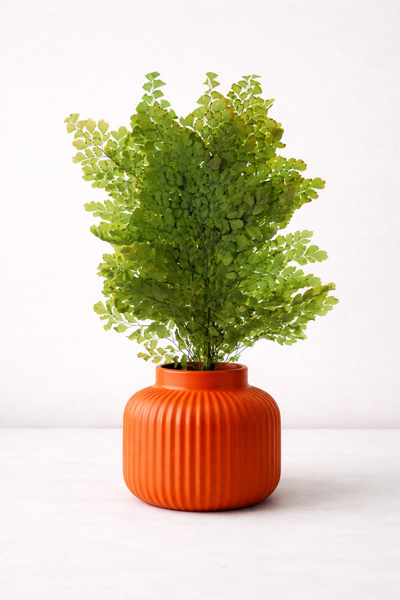 Lutti Fern