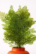 Lutti Fern