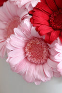 Gerbera - Box 4 heads