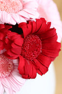 Gerbera Standard Stem - Box 4 u.