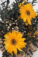 Gerbera Standard Stem - Box 4 u.