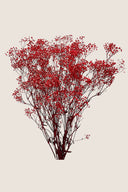 Gypsophila
