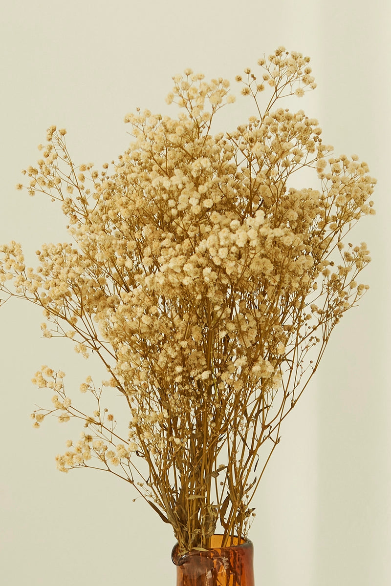 Gypsophila