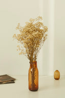 Gypsophila