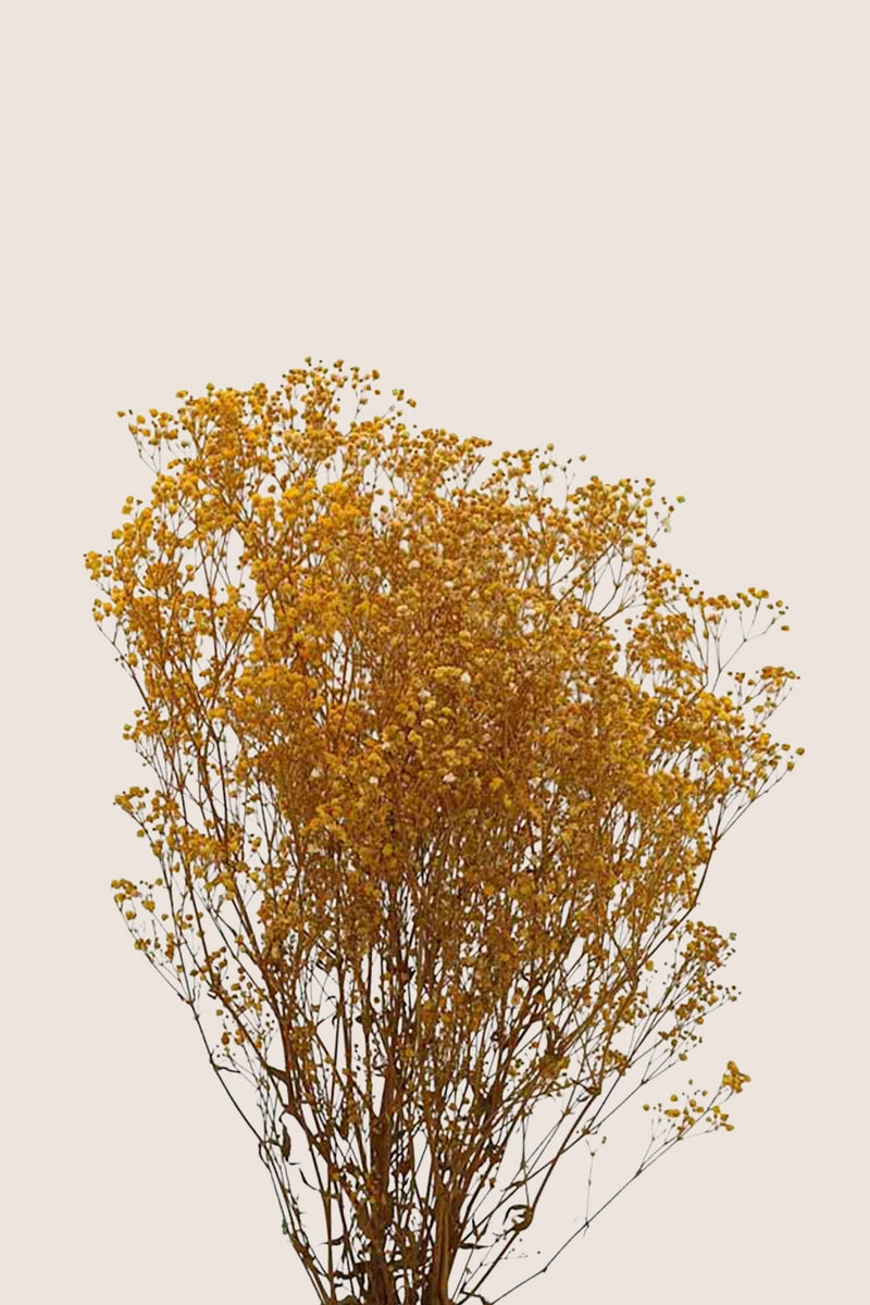 Gypsophila