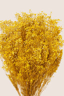 Gypsophila