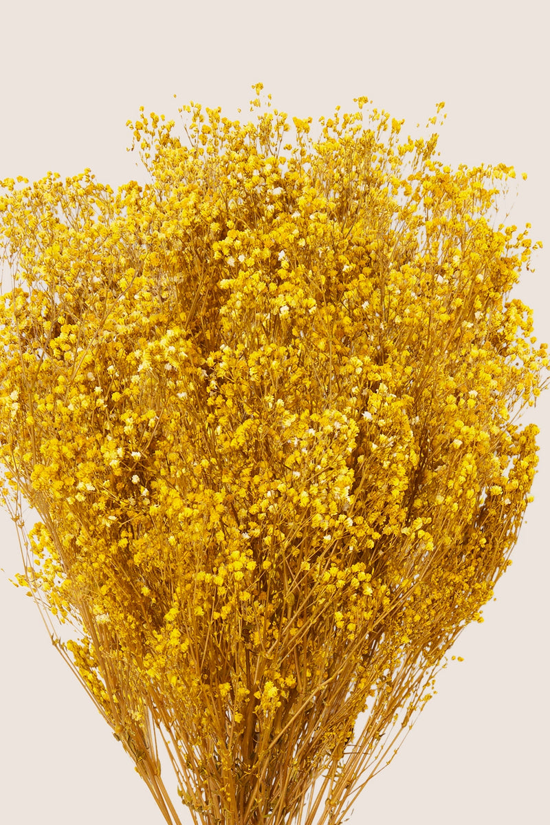 Gypsophila
