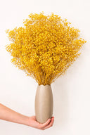 Gypsophila