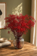 Gypsophila