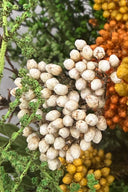 Helychrisium Diosmi (Rice flower)