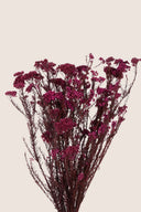 Helychrisium Diosmi (Rice flower)