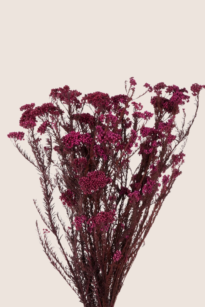 Helychrisium Diosmi (Rice flower)