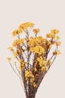 Helychrisium Diosmi (Rice flower)