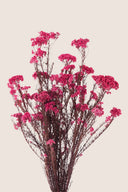 Helychrisium Diosmi (Rice flower)