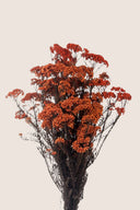 Helychrisium Diosmi (Rice flower)