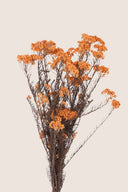 Helychrisium Diosmi (Rice flower)