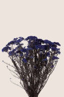 Helychrisium Diosmi (Rice flower)