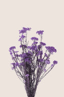 Helychrisium Diosmi (Rice flower)