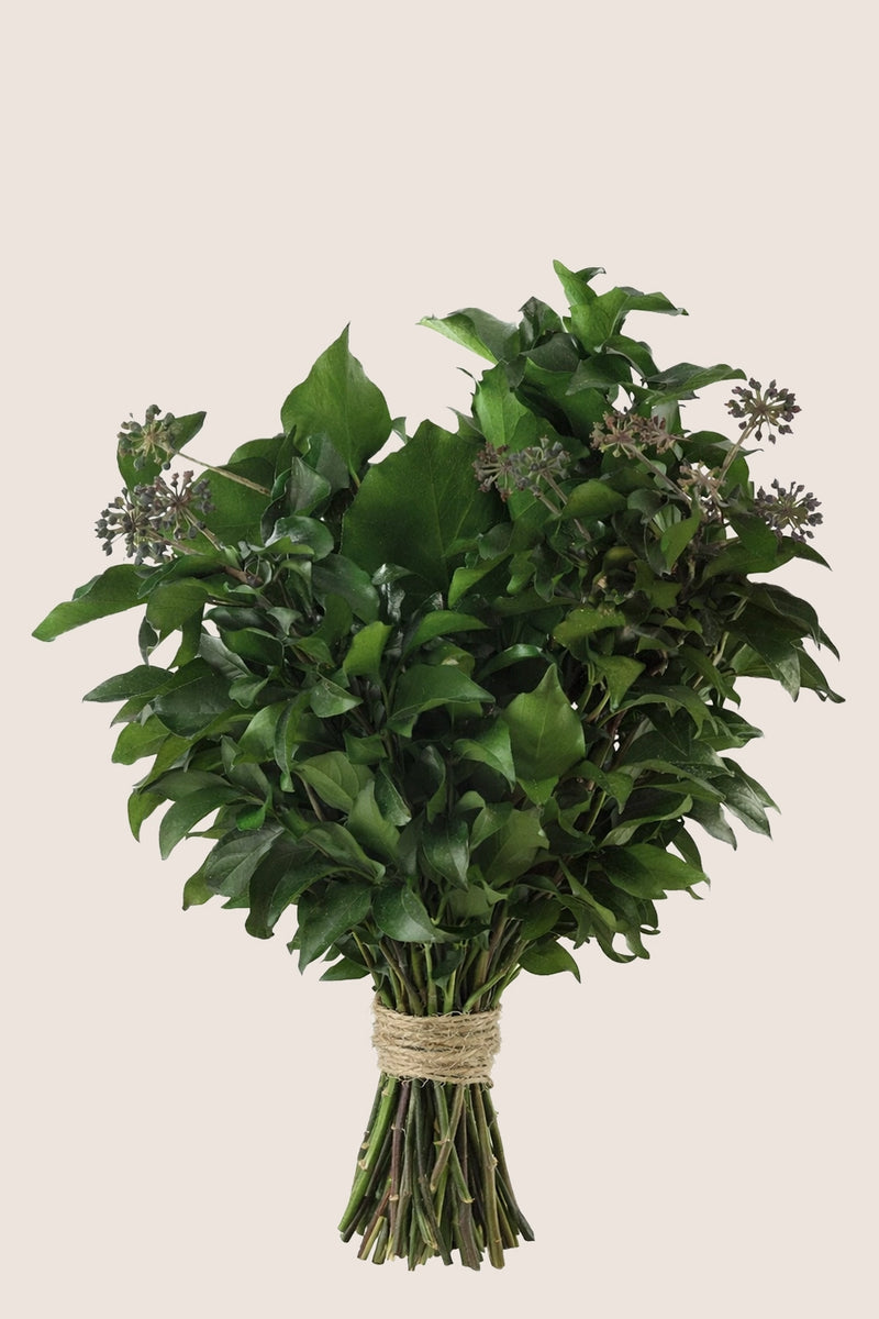 Hedera Arborea With Fruits