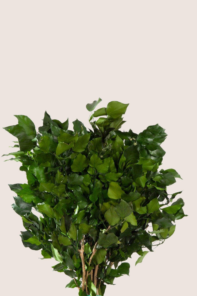 Hedera Arborea