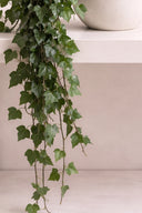 Hedera Helix Mini - Pack 25 u.