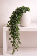 Hedera Helix Mini - Pack 25 u.