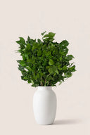 Hedera Arborea