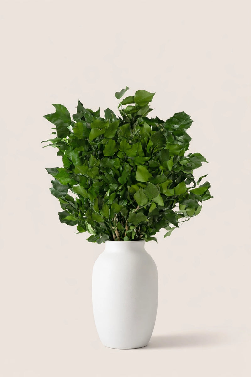Hedera Arborea