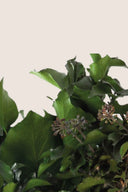 Hedera Arborea With Fruits