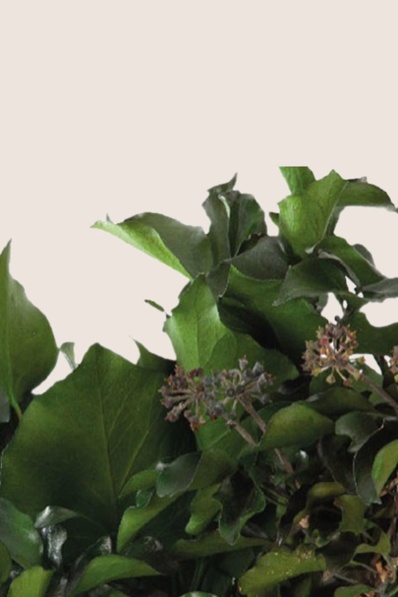 Hedera Arborea With Fruits